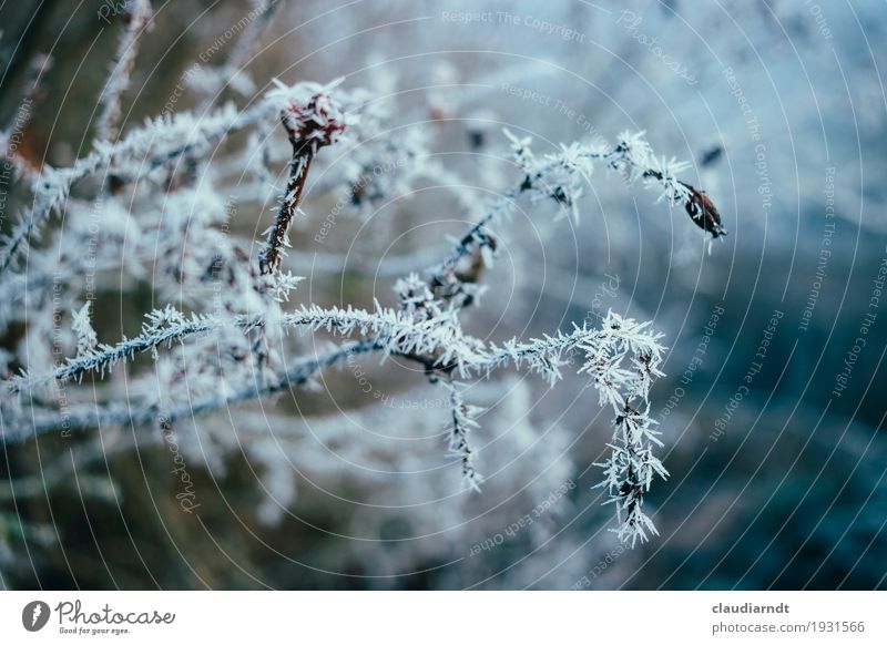 Eisblume Umwelt Natur Pflanze Winter Frost Blume Blüte Zweige u. Äste Garten ästhetisch kalt Spitze weiß zerbrechlich Stachel Raureif Eiskristall