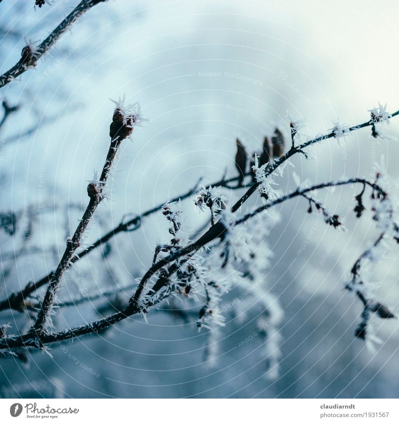 Raureifgewächs Umwelt Natur Pflanze Winter Eis Frost Blume Sträucher Zweig kalt Spitze blau weiß Stachel Eiskristall zerbrechlich Vergänglichkeit verblüht