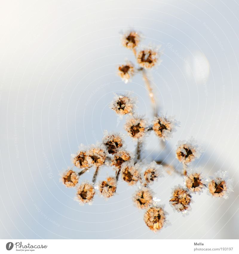 Kein Ende abzusehen Umwelt Natur Pflanze Winter Klima Klimawandel Eis Frost Schnee Blume Blüte verblüht dehydrieren kalt natürlich Verfall Vergänglichkeit