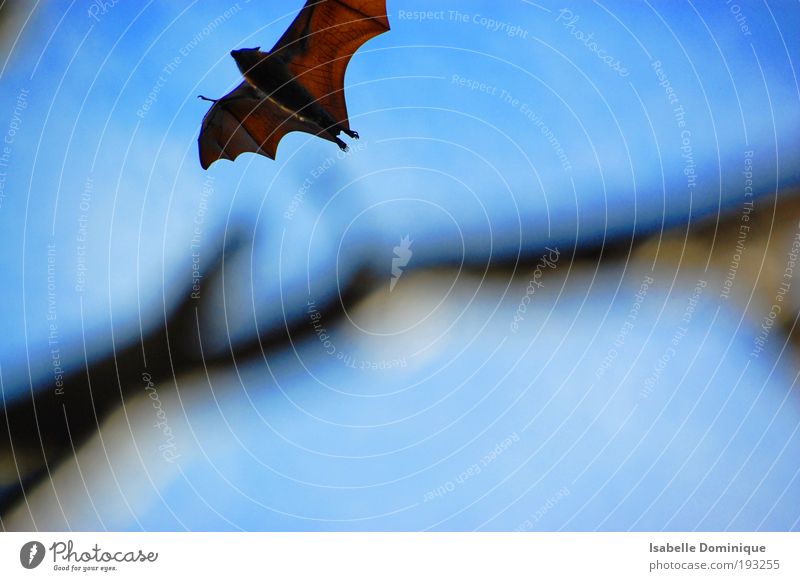 flying fox Tier Wildtier Flügel Fledermäuse 1 fliegen blau braun beweglich Freiheit Gelassenheit Farbfoto Außenaufnahme Tag Unschärfe