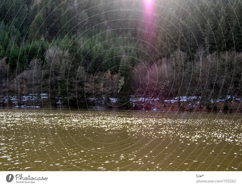 am See Natur Landschaft Wasser Wald Seeufer Flussufer braun grün violett Außerirdischer UFO Farbfoto Außenaufnahme Licht Lichterscheinung Sonnenlicht