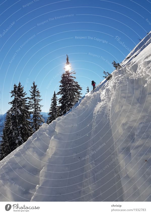 auf Spur Freizeit & Hobby Skitour Abenteuer Freiheit Sonne Winter Schnee Natur Landschaft Himmel Wolkenloser Himmel Sonnenlicht Schönes Wetter Baum Erholung