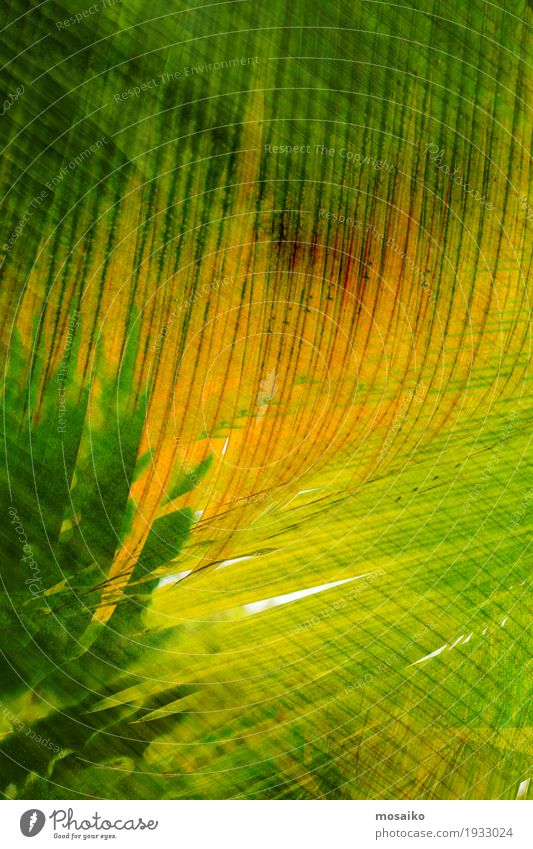 Texturen von tropischen Pflanzen Stil Design Kunst Natur Blatt Streifen modern gelb grün Farbe Material Oberfläche vertikal Geometrie Grafik u. Illustration