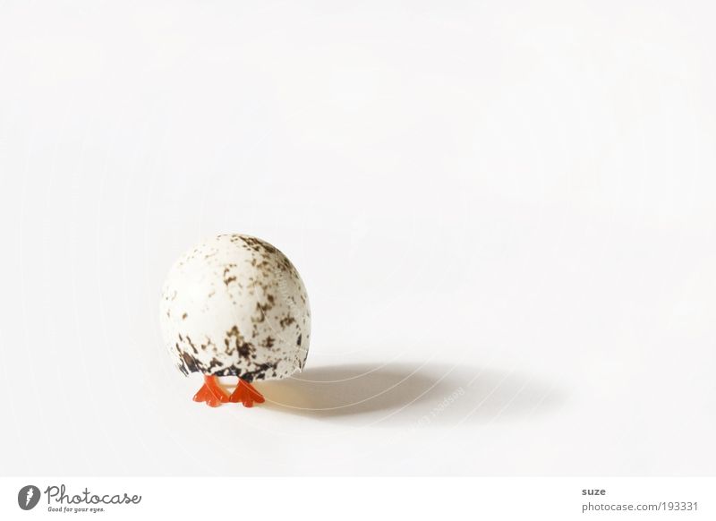 Eiweiß Dekoration & Verzierung Ostern Tier Vogel 1 stehen lustig Beginn Eierschale Tierfuß Küken Geburt Figur blind Einsamkeit ausdruckslos Farbfoto