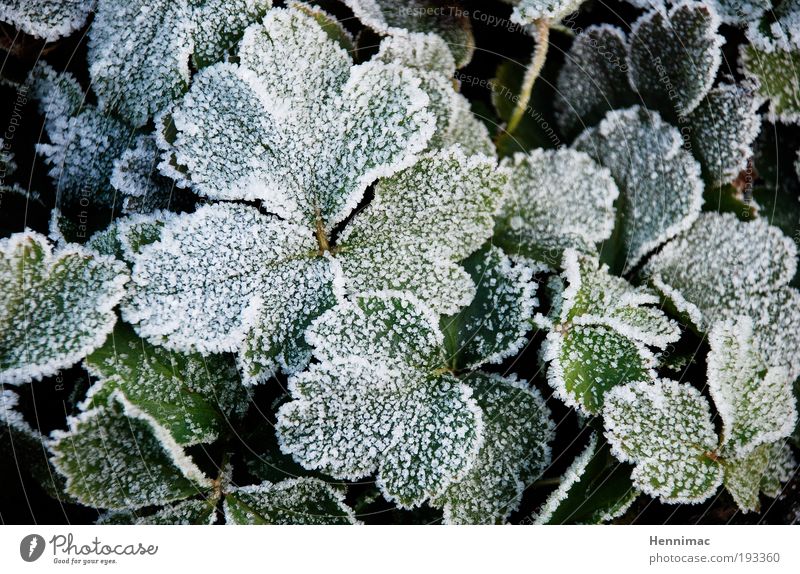Abgehärtet. Winter Natur Pflanze Frühling Herbst Eis Frost Efeu Blatt Grünpflanze Park Wachstum kalt grün weiß Willensstärke Selbstlosigkeit Hoffnung Erwartung