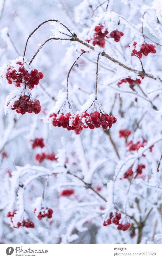 ...aber bitte mit Sahne! Rote Beeren gefrohren  in Eis und Schnee Winter Umwelt Frost Schneefall Pflanze Baum frieren hängen rot weiß Vogelbeerbaum Vogelbeeren