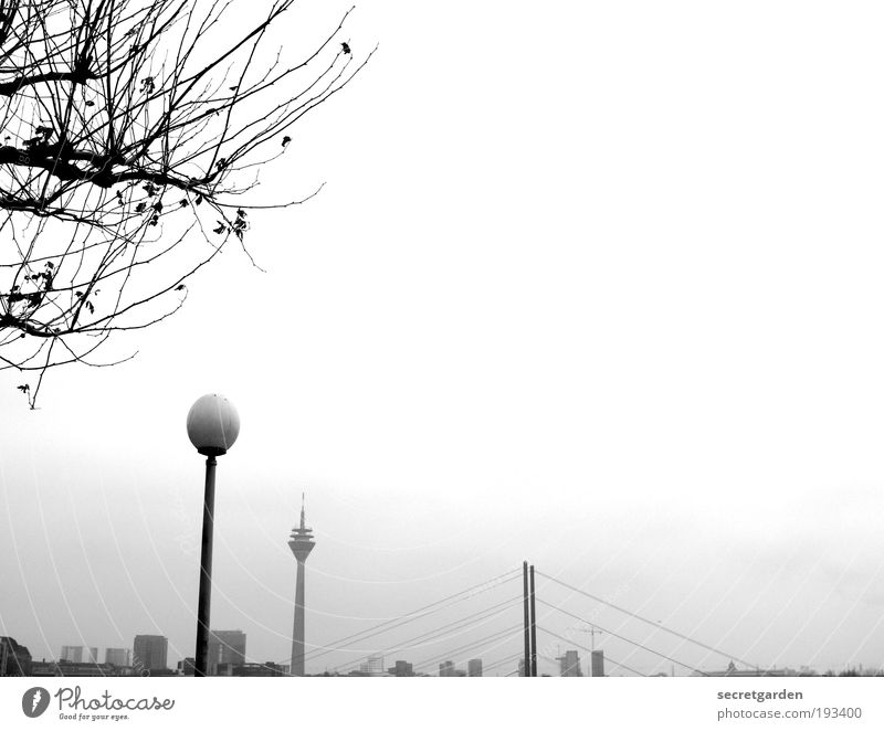 ordnungsliebe. Umwelt Natur Pflanze Wolkenloser Himmel Horizont Winter Baum Düsseldorf Stadtzentrum Stadtrand Skyline Brücke Architektur Sehenswürdigkeit