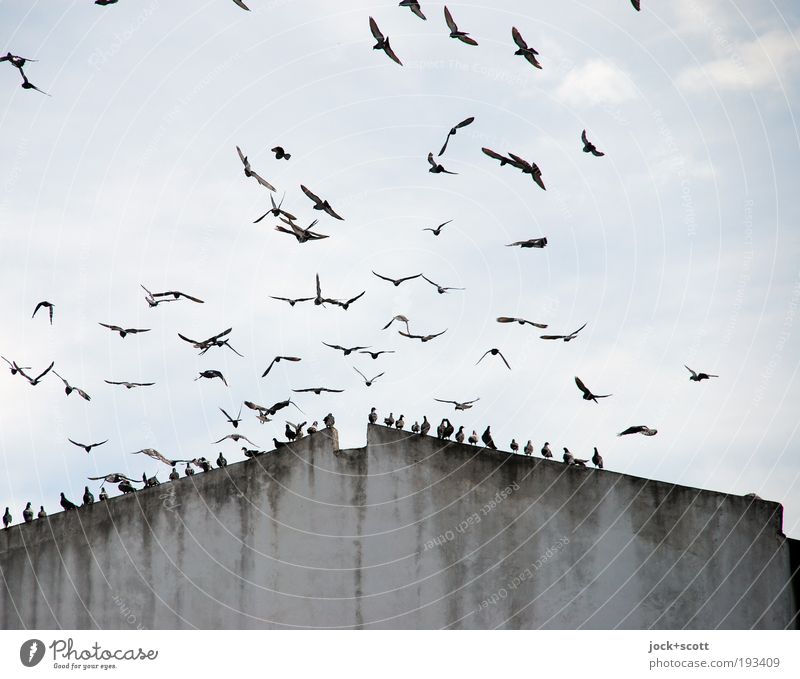 ungehemmte Vögelei Himmel Klima Kenia Brandmauer Vogel Tiergruppe Schwarm fliegen sitzen oben trist grau Zusammensein Formation feucht Bewegung aufsteigen