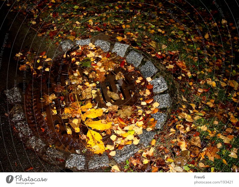 Herbst auf der Straße Blatt Menschenleer Gully rund unten braun mehrfarbig gelb Farbe Vergänglichkeit Wandel & Veränderung Farbfoto Außenaufnahme Nacht
