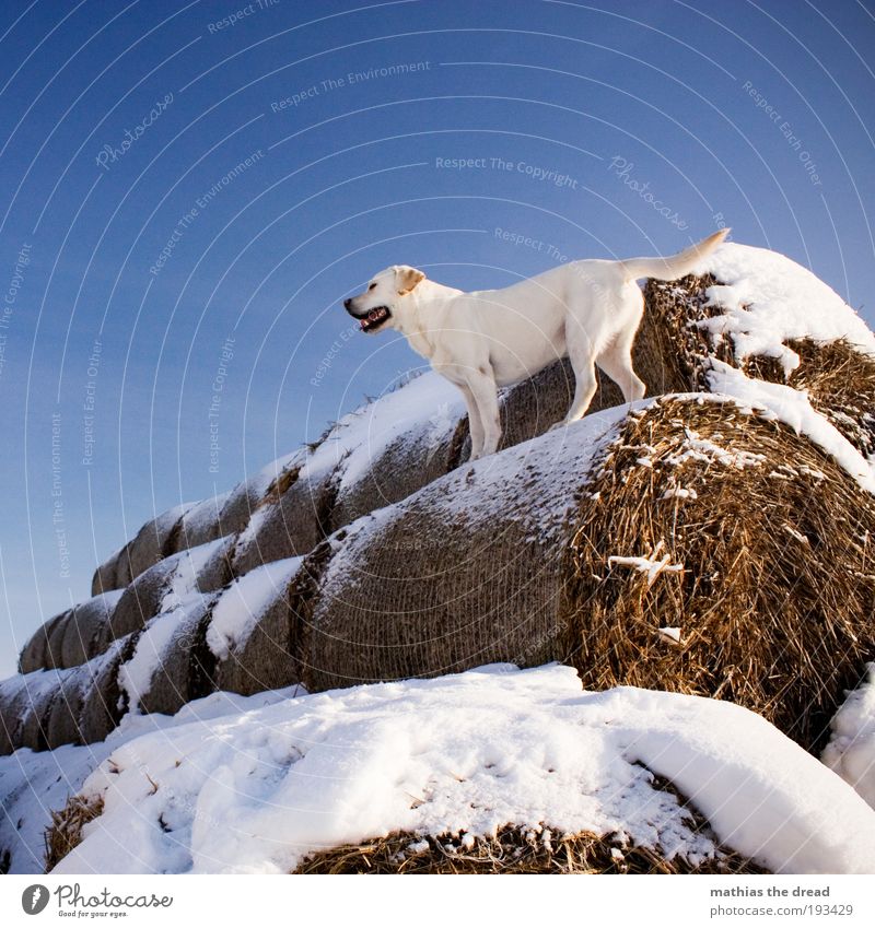 ABENTEUERSPIELPLATZ II Umwelt Natur Wolkenloser Himmel Winter Schönes Wetter Eis Frost Schnee Feld Tier Haustier Hund 1 Blick Spielen stehen warten elegant