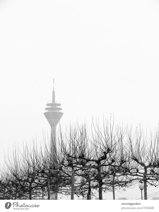 hervorragend. Umwelt Pflanze Wolkenloser Himmel Winter Nebel Baum Düsseldorf Stadtrand Altstadt Skyline Turm Sehenswürdigkeit Wahrzeichen Rheinturm