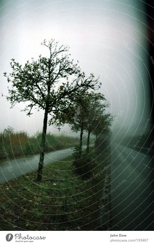 Sleepy Hollow Nebel Baum Gras Sträucher Verkehrswege fantastisch gruselig nass trist Vergänglichkeit mystisch Traurigkeit Wege & Pfade Nebelschleier