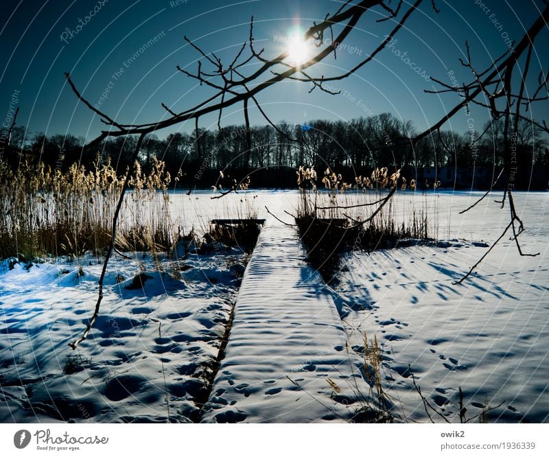 Land unter Umwelt Natur Landschaft Pflanze Wolkenloser Himmel Horizont Winter Klima Schönes Wetter Eis Frost Schnee Baum Sträucher Röhricht Zweige u. Äste Wald