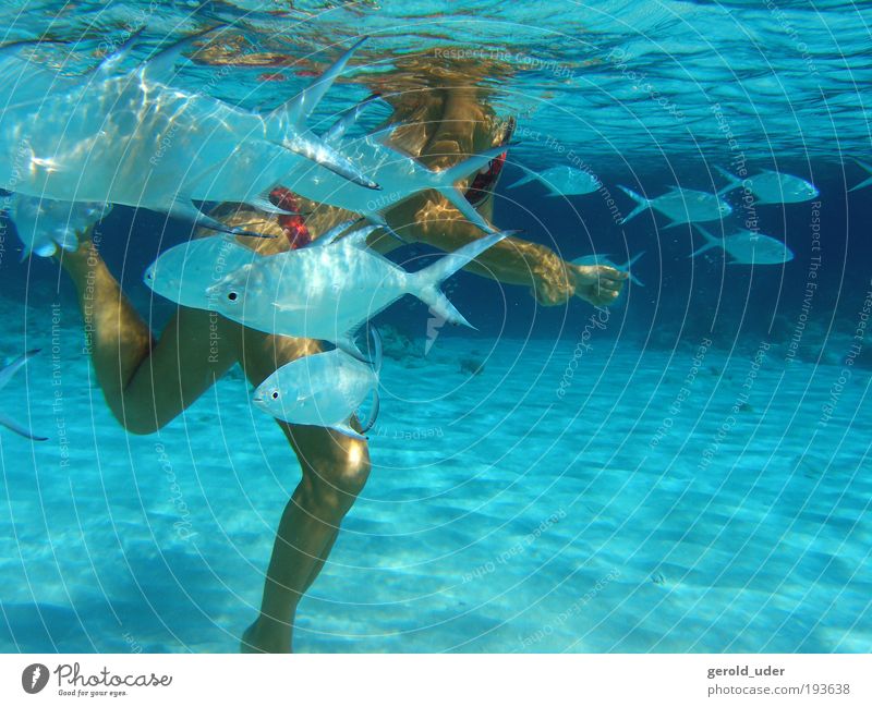 Frau mit tropischen Fischen Wohlgefühl Zufriedenheit Schwimmen & Baden Ferien & Urlaub & Reisen Sommerurlaub Meer Wassersport feminin Erwachsene Beine 1 Mensch
