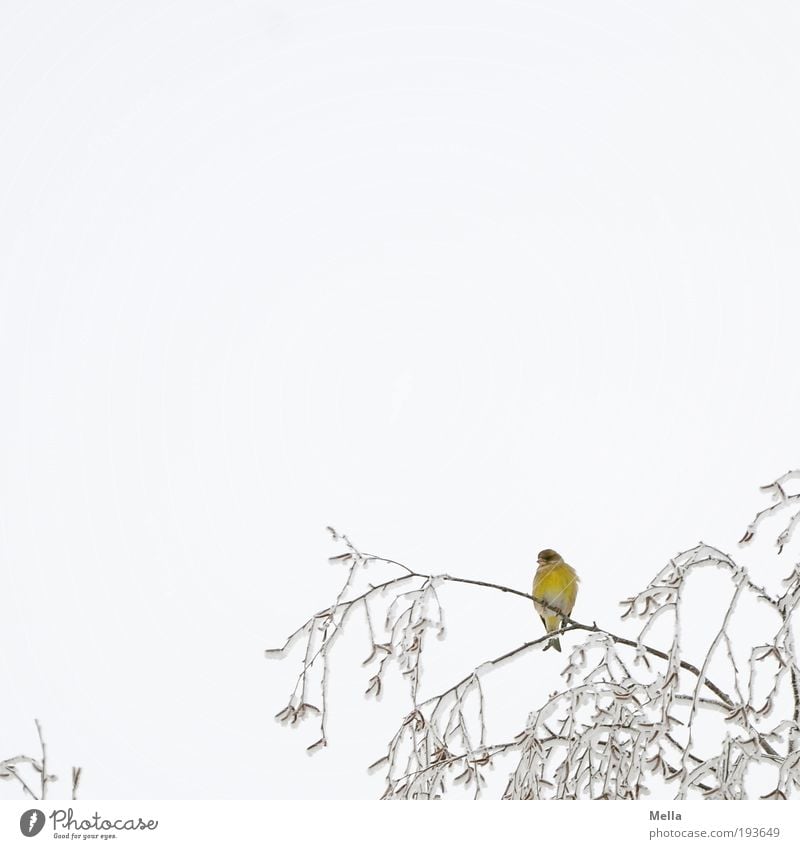 Gelb Umwelt Natur Pflanze Tier Himmel Winter Klima Klimawandel Eis Frost Schnee Baum Ast Baumkrone Vogel Fink 1 hocken sitzen frei hell kalt klein gelb weiß