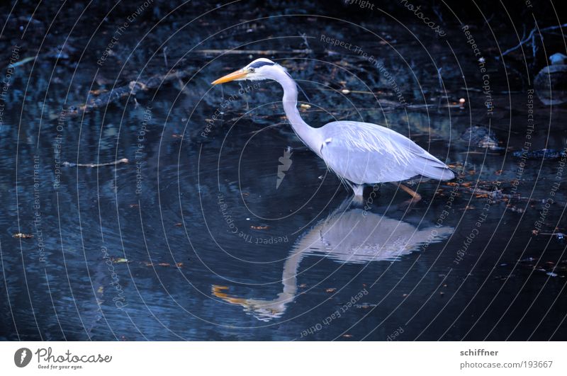 beinlos Umwelt Natur Tier Wasser Teich See Vogel Geschwindigkeit Nahrungssuche Suche schreiten ruhig Reiher Graureiher Silberreiher Reflexion & Spiegelung