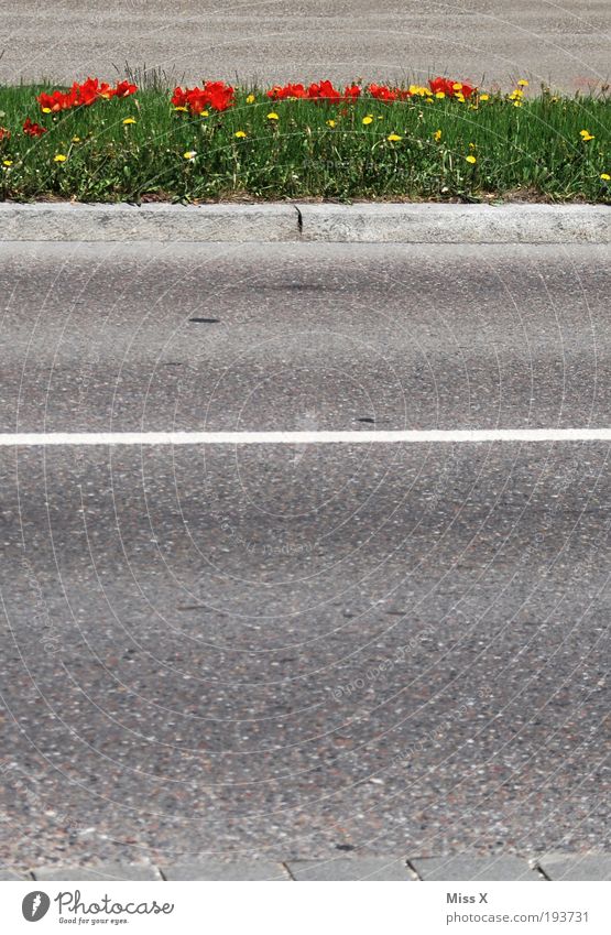 der Frühling ist da Umwelt Pflanze Blume Blatt Blüte Park Wiese Verkehr Verkehrswege Straße Blühend Wachstum positiv trist Umweltverschmutzung Bürgersteig