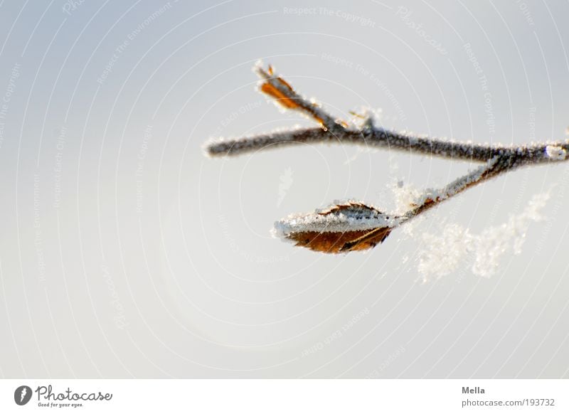 Winterdurchhänger Umwelt Natur Pflanze Klima Klimawandel Eis Frost Schnee Ast Spinnennetz Netz frieren hängen hell kalt natürlich rein ruhig Farbfoto