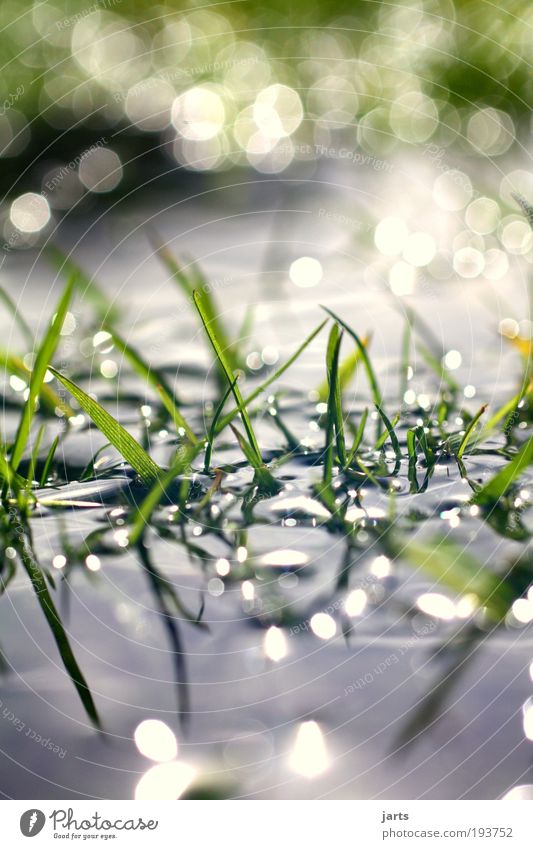 .Tagtraum. Umwelt Natur Wasser Klima Schönes Wetter Pflanze Gras Wiese Flüssigkeit frisch glänzend nass natürlich grün Gelassenheit ruhig Zufriedenheit Idylle