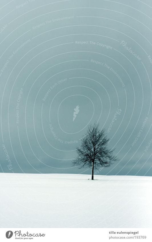 einsamer Geselle Umwelt Natur Landschaft Winter Schnee Baum Feld dunkel einfach kalt natürlich blau weiß ruhig Einsamkeit einzigartig Horizont stagnierend