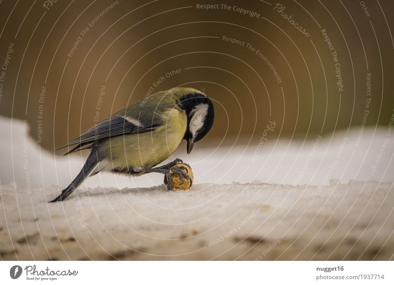 Kohlmeise Umwelt Natur Tier Winter Schnee Garten Park Wildtier Vogel Tiergesicht Flügel 1 Fressen füttern sitzen ästhetisch authentisch frech Freundlichkeit