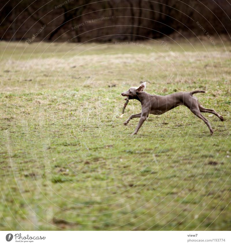 Fliehkraft Umwelt Natur Erde Winter Gras Sträucher Tier Haustier Hund 1 rennen Bewegung festhalten Jagd laufen Spielen toben dünn Gesundheit sportlich braun