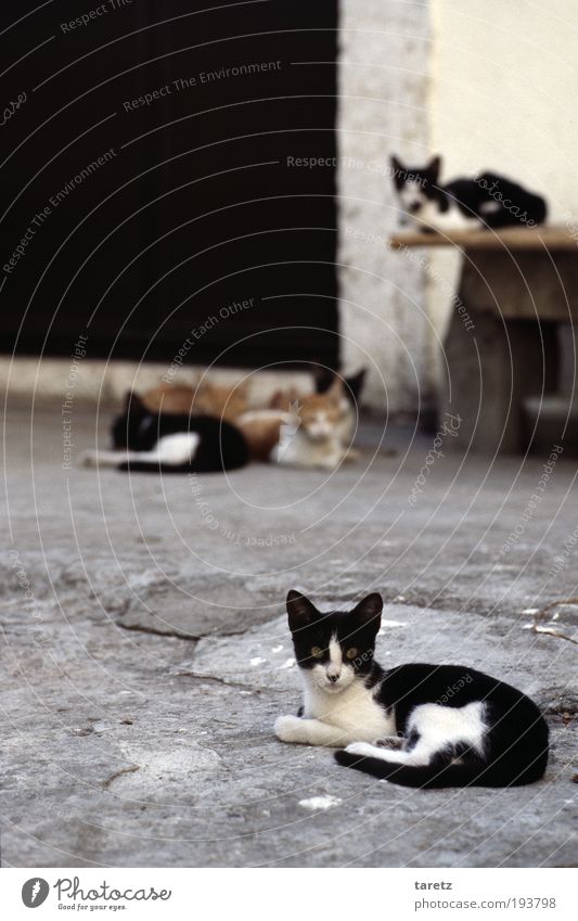 Gemischtes Doppel Haustier Katze kuschlig niedlich Klischee Stadt grau rot schwarz südländisch Straßenkatzen Wachsamkeit Tiergruppe schlafen Hinterhof klein