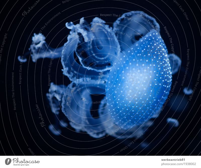 Blue jellyfish Design Natur Wasser Tier Aquarium 1 einfach Ekel hell schön kalt nass natürlich schleimig weich blau schwarz Cologne Fine Art Deutschland Fisch