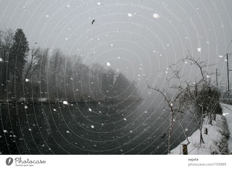 am fluss Umwelt Natur Landschaft Pflanze Tier Urelemente Wasser Himmel schlechtes Wetter Schnee Schneefall Baum Sträucher Flussufer Vogel fliegen grau Schweiz