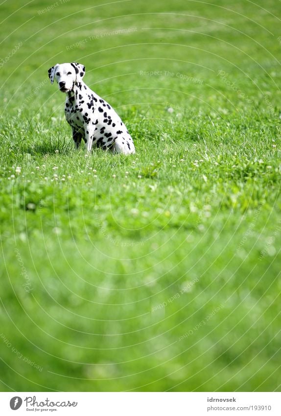 Dalmatiner im Grünen Natur Sonnenlicht Sommer Schönes Wetter Park Wiese Tier Haustier Hund 1 Blick sitzen warten frei Freundlichkeit natürlich positiv grün