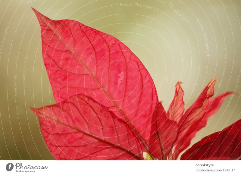 Rot wie ein Weihnachtsstern Pflanze Blume Blatt Blüte Topfpflanze exotisch fantastisch schön grün rot weihnachtsstern Farbfoto Nahaufnahme Detailaufnahme
