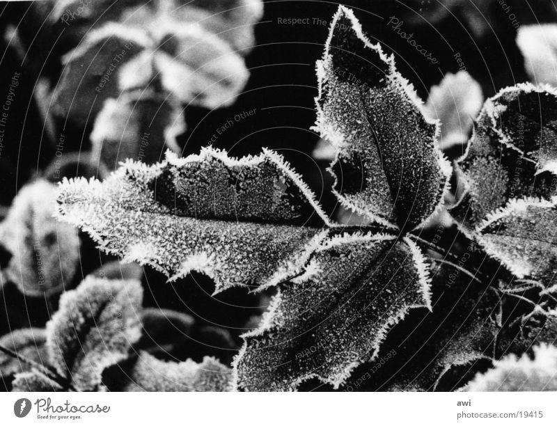 Frost Blatt Stechpalme kalt Makroaufnahme Raureif Schwarzweißfoto Zweig