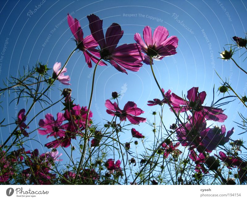 blue blue sky Natur Pflanze Himmel Wolkenloser Himmel Frühling Sommer Schönes Wetter Blume Blüte Blühend Duft genießen träumen Freundlichkeit Unendlichkeit