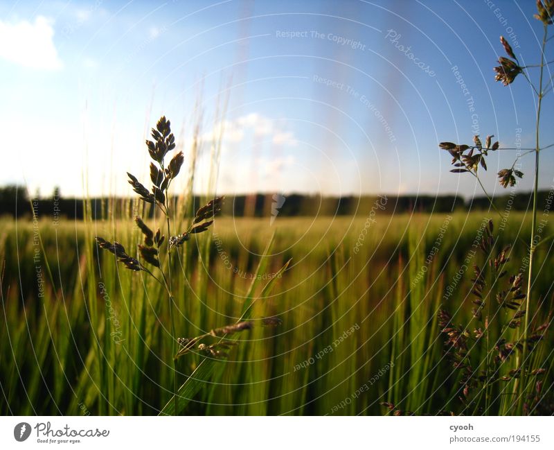 es ist Sommer... Natur Luft Himmel Wolkenloser Himmel Sonnenlicht Schönes Wetter Wärme Gras Feld atmen beobachten genießen Wachstum frei Unendlichkeit natürlich