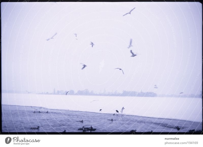 Montag Morgen Möwenschrei Umwelt Natur Landschaft Winter Klima schlechtes Wetter Nebel Eis Frost Küste Flussufer Havel Binnenschifffahrt Vogel Ente Schwarm