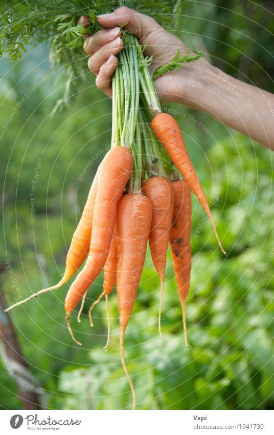Bündel Karotten in einer Hand Lebensmittel Gemüse Salat Salatbeilage Ernährung Essen Bioprodukte Vegetarische Ernährung Diät kaufen Gesundheitswesen