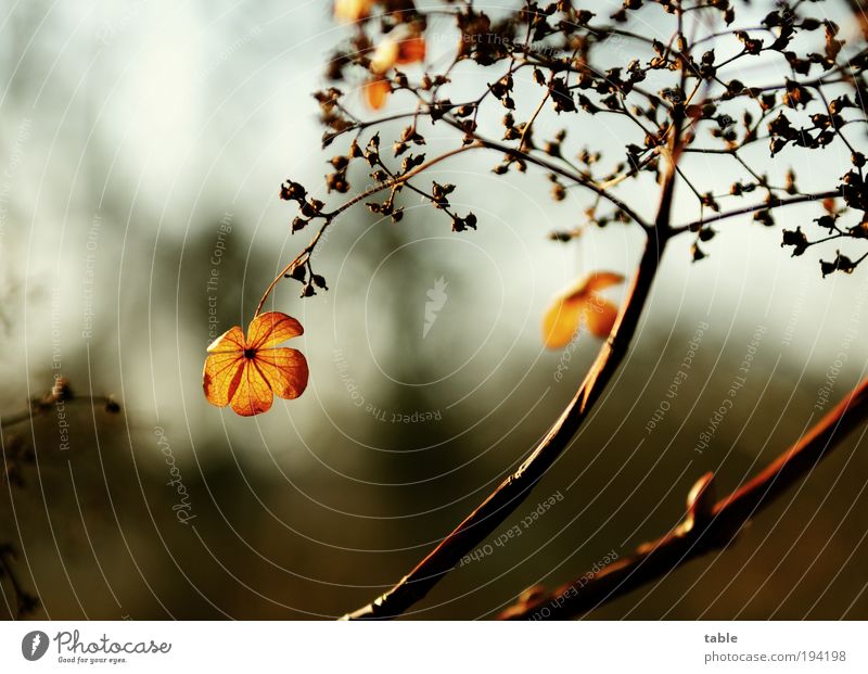 . / / Umwelt Natur Pflanze Frühling Herbst Schönes Wetter Blume Sträucher Blatt Blüte Wildpflanze Hortensie Park alt Blühend Duft dunkel dünn natürlich trocken