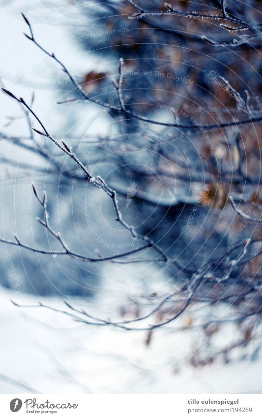 blau Ausflug Umwelt Natur Winter schlechtes Wetter Schnee Pflanze Sträucher Blatt verblüht dunkel kalt natürlich Originalität stachelig trocken wild Einsamkeit