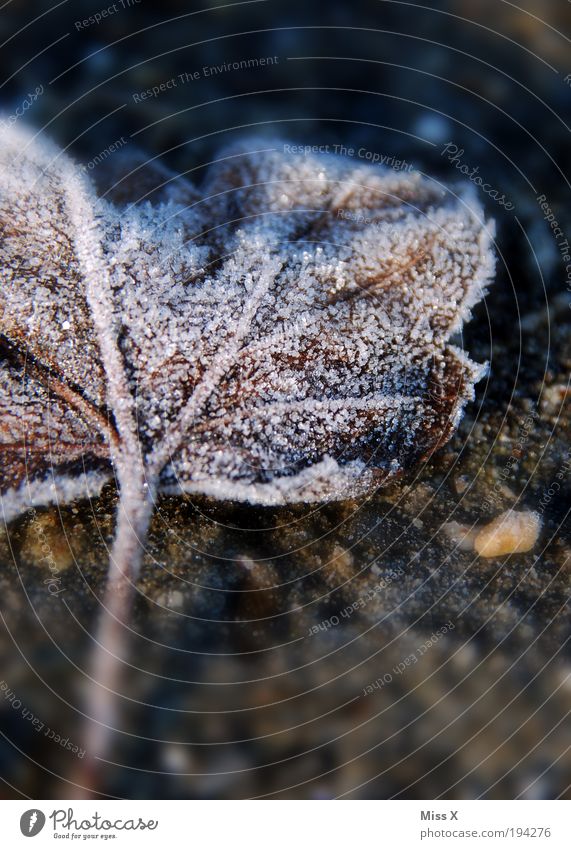 Zucker Herbst Winter Eis Frost Blatt dunkel kalt Raureif Farbfoto Gedeckte Farben Außenaufnahme Nahaufnahme Makroaufnahme Menschenleer Textfreiraum unten