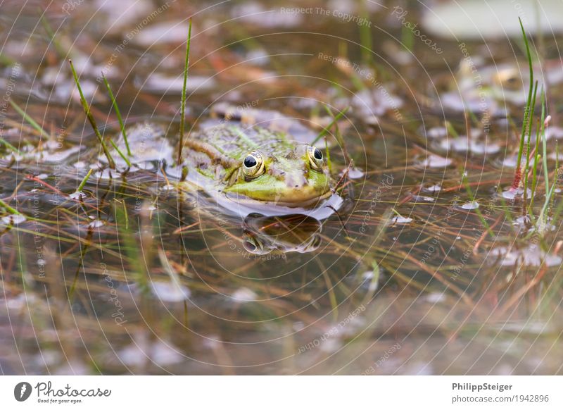 Frosch am Teich Pflanze Wasser Moor Sumpf See 1 Tier frisch klar seicht Auge Amphibie Tag Farbfoto Makroaufnahme Reflexion & Spiegelung Blick