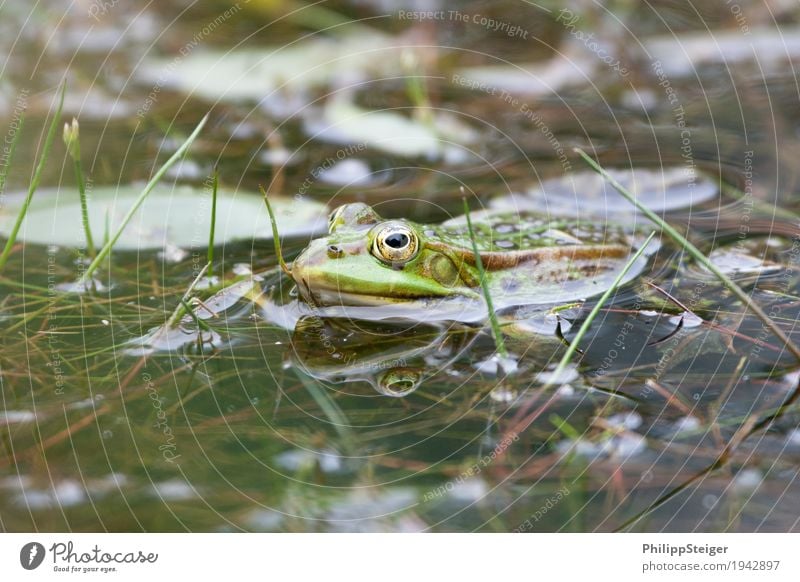 Frosch im Teich Pflanze Wasser See frisch Amphibie Auge Klarheit grün seicht Farbfoto Makroaufnahme Menschenleer Tag Reflexion & Spiegelung Froschperspektive