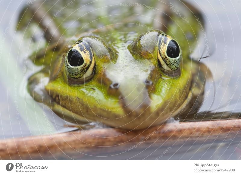 Große Augen machen Pflanze Wasser Teich See Frosch frisch Amphibie Tag deutlich seicht Farbfoto Makroaufnahme Menschenleer Reflexion & Spiegelung