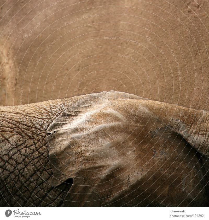 Elefanten still leben Zoo Tier Wildtier 1 groß nah natürlich trocken braun grau Stimmung Verschwiegenheit Gelassenheit ruhig Weisheit emotionslos ästhetisch
