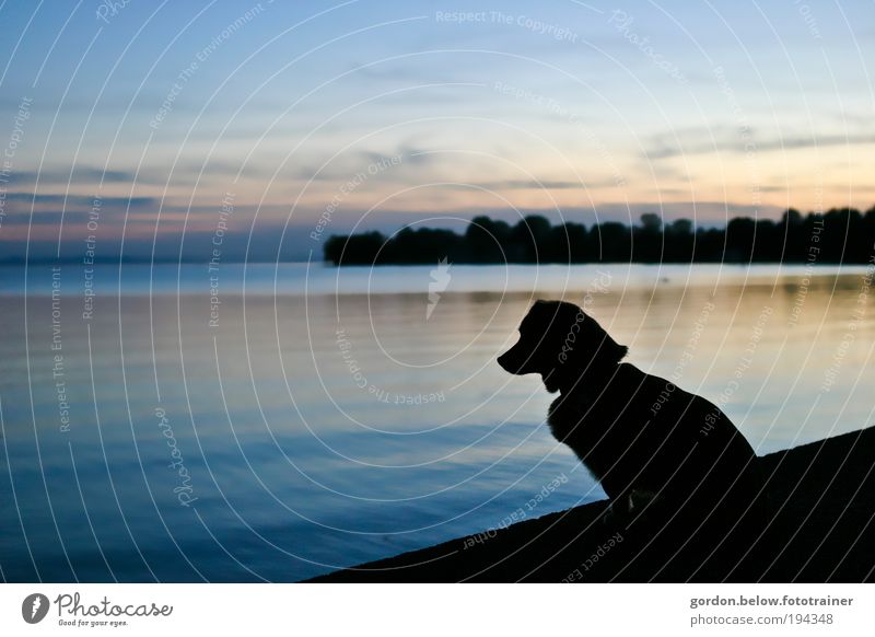 Dog sundown Natur Landschaft Wasser Sonnenaufgang Sonnenuntergang Sonnenlicht Seeufer Bucht Tier Haustier Hund 1 Ferne frei klein selbstbewußt Farbfoto
