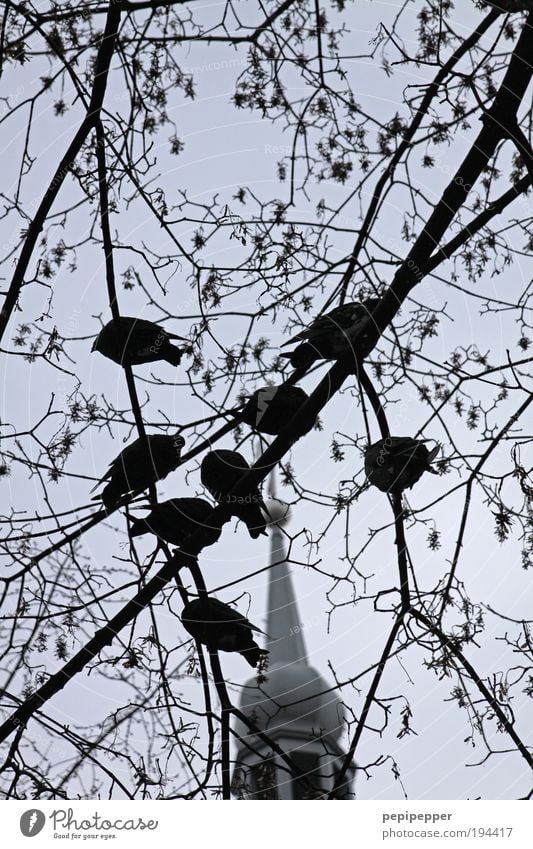 taube Tauben Baum Garten Kirche Dach Tier Vogel Tiergruppe füttern Schwarzweißfoto Außenaufnahme Morgendämmerung Kontrast Schwache Tiefenschärfe