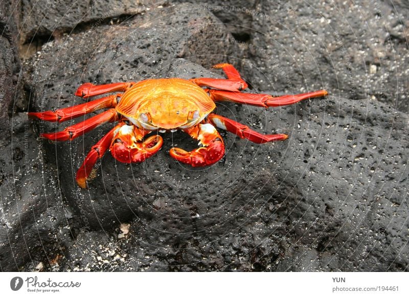 Rote Klippenkrabbe Natur Tier Felsen Strand Meer Stein Galapagosinseln Ecuador Südamerika Wildtier Krabbe 1 krabbeln liegen sitzen ästhetisch außergewöhnlich