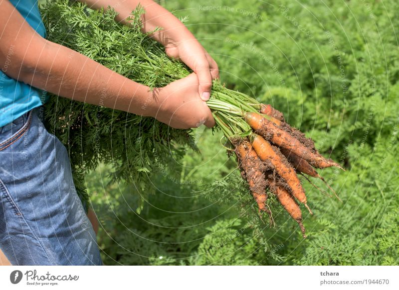 Karotten in einem Gemüsegarten Vegetarische Ernährung Garten Gartenarbeit Natur Pflanze Blatt Wachstum dreckig frisch natürlich grün Möhre organisch Bauernhof