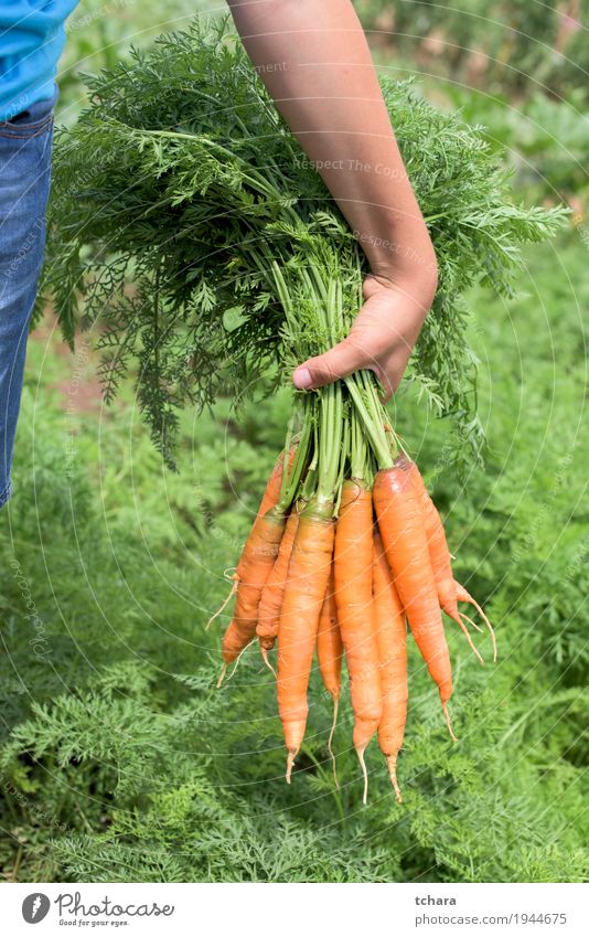 Karotten in einem Gemüsegarten Vegetarische Ernährung Garten Gartenarbeit Hand Natur Pflanze Blatt Wachstum frisch natürlich Sauberkeit grün Möhre organisch