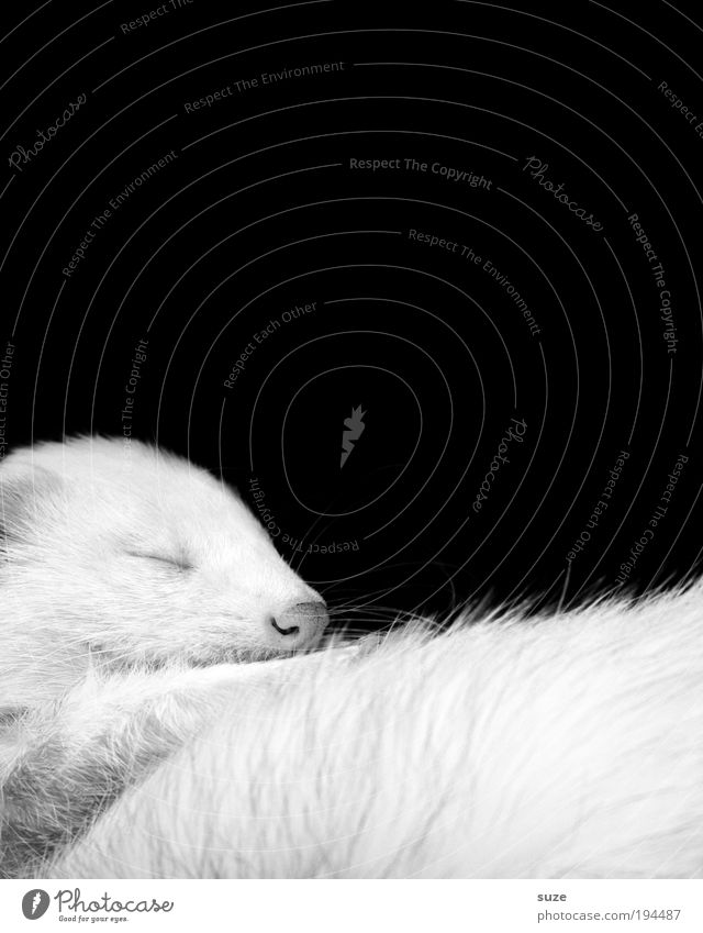 Schwarzweiß-Foto Fell Tier Haustier Wildtier liegen schlafen träumen niedlich schön schwarz Tierliebe Treue Iltis Marder Tierschutz Zuneigung weich kuschlig