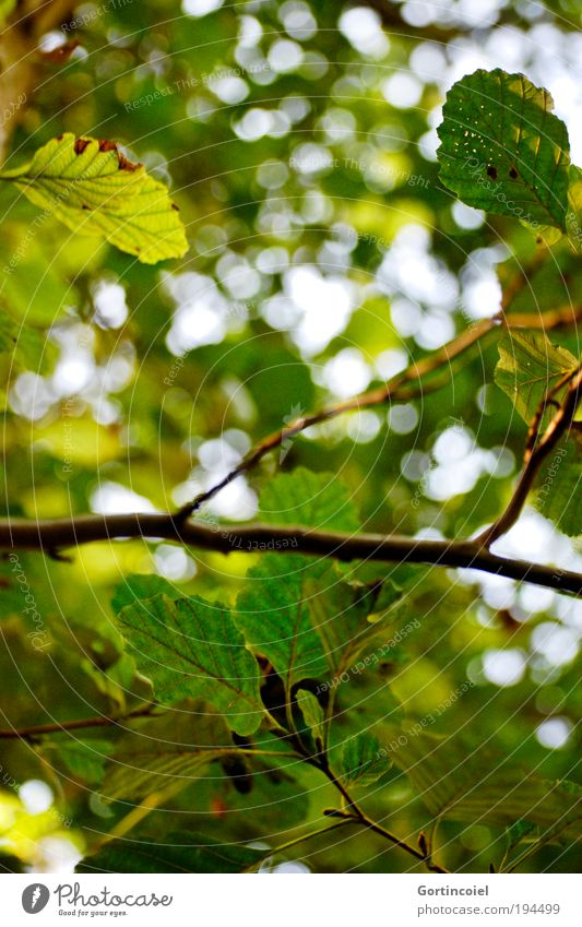 Grün Umwelt Natur Frühling Sommer Pflanze Baum Blatt Haselnuss Haselnussblatt Park grün Lichtfleck Blendenfleck herbstlich Umweltschutz Klimaschutz Spaziergang
